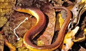 دو راهی انتخاب برای دست و پا داشتن یا نداشتن!