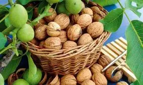 مضرات و فواید گردو که از آنها بی خبرید