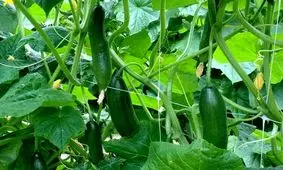 قیمت ۱۷ هزار تومانی خیار تکذیب شد