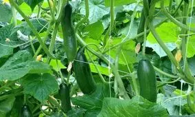قیمت ۱۷ هزار تومانی خیار تکذیب شد