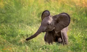 اقدام خنده دار و کودکانه یک بچه فیل