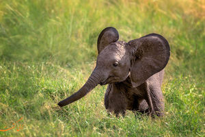 اقدام خنده دار و کودکانه یک بچه فیل