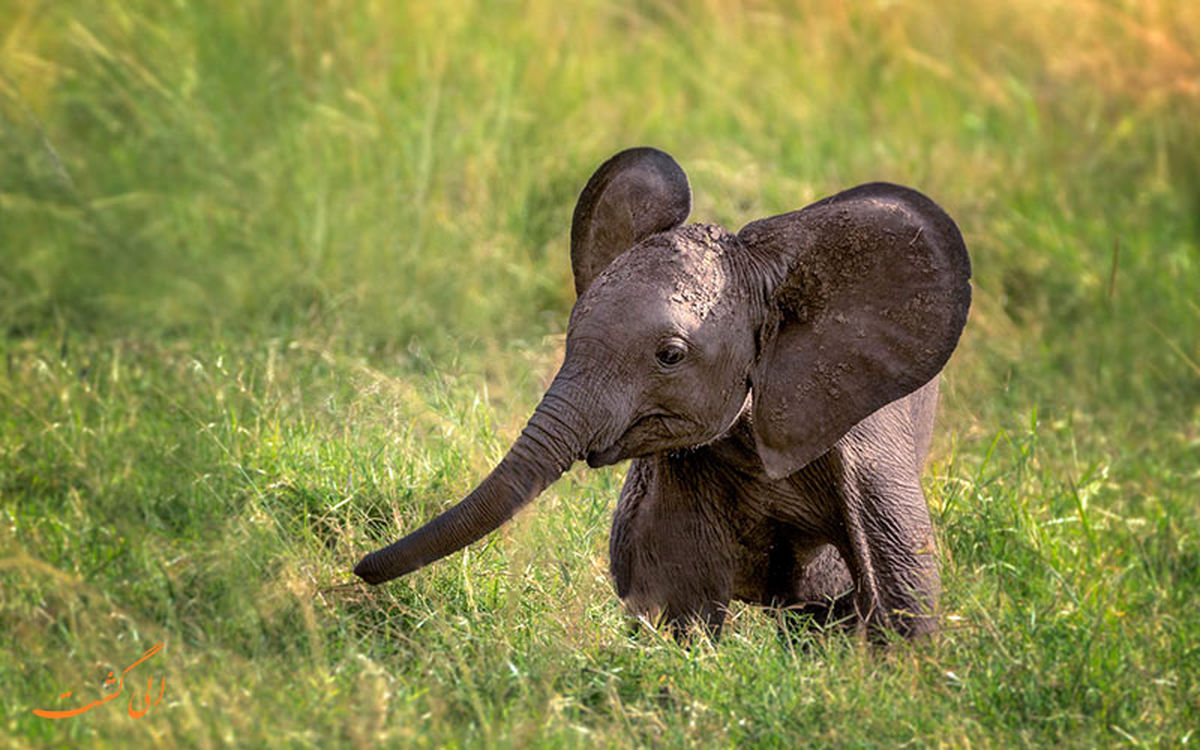 اقدام خنده دار و کودکانه یک بچه فیل