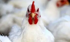 ببینید مرغ دارد ما را می‌خورد!