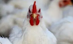 ببینید مرغ دارد ما را می‌خورد!