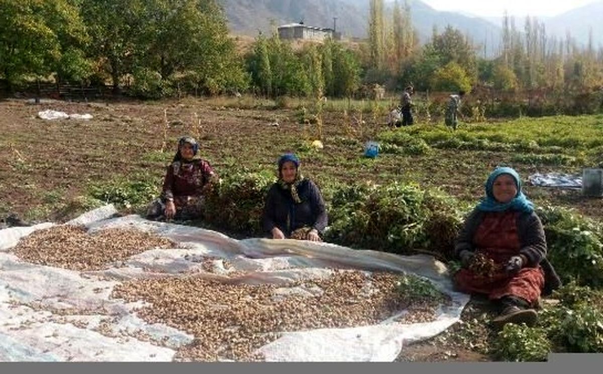اشتغال ۳ هزار زن روستایی/ الگوی موفق خوداشتغالی در آذربایجانغربی