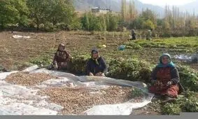 اشتغال ۳ هزار زن روستایی/ الگوی موفق خوداشتغالی در آذربایجان‌غربی