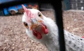 سلطان مرغ دستگیر شد، مرغ ارزان می‌شود!