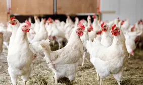 کمبود نهاده، عامل اصلی افزایش بهای مرغ در خراسان رضوی