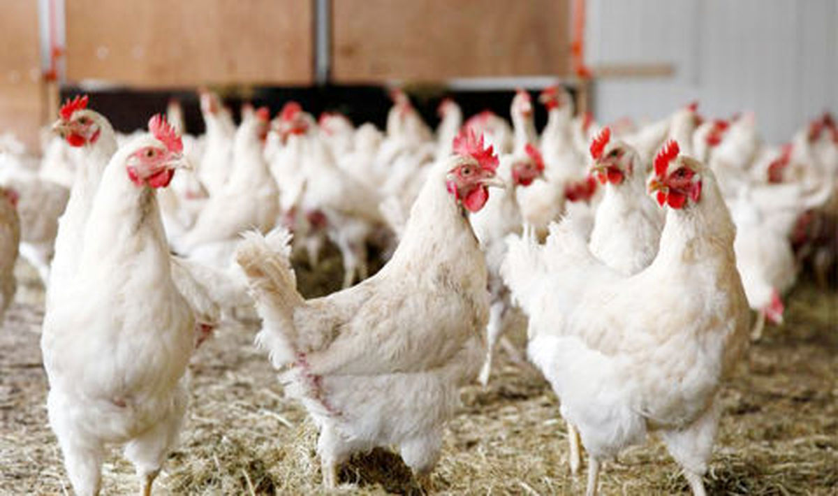 کمبود نهاده، عامل اصلی افزایش بهای مرغ در خراسان رضوی