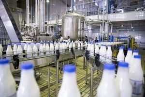 تولید سالانه ۲۵۰ هزار تن شیر در لرستان