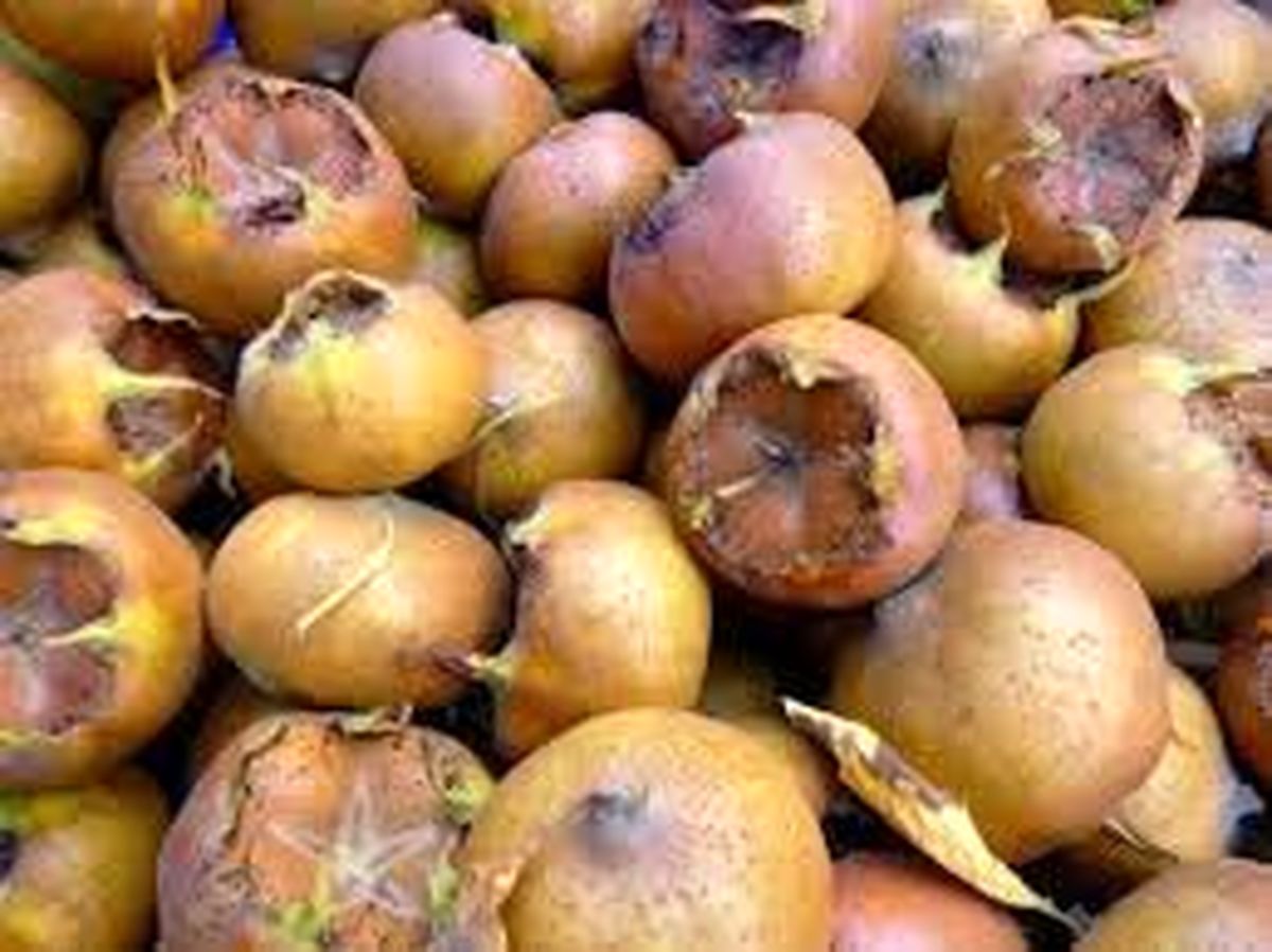 آغاز برداشت ازگیل در گیلان