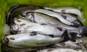 ممنوعیت صید آبزیان در قزوین