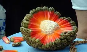 عجیب‌ترین میوه‌های جهان/ عکس