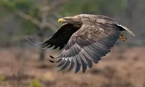 ورود عقاب به یک رستوران در تهران/ تصاویر