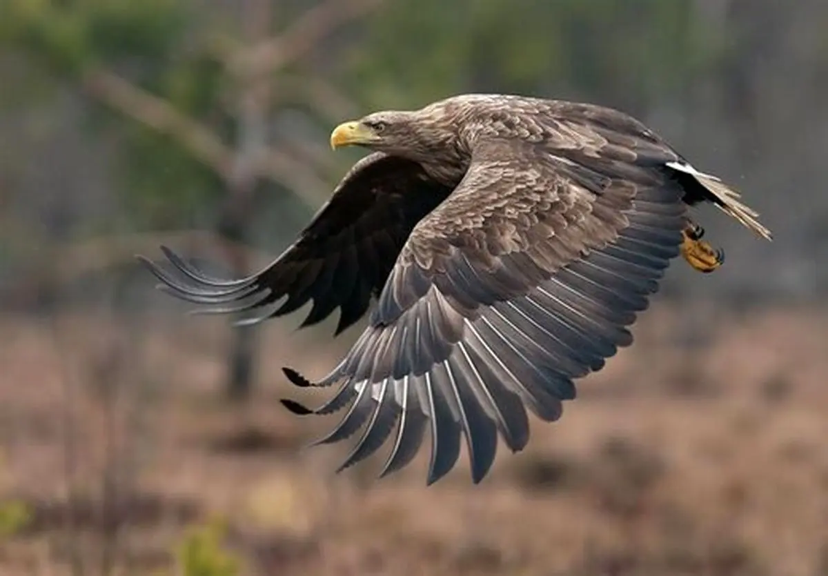 ورود عقاب به یک رستوران در تهران/ تصاویر