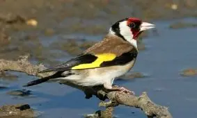 نجات 21 قطعه سهره طلایی از دست سودجویان کامیاران