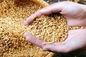 توزیع روزانه ۵۰۰ تن بذر گندم در گلستان و چند خبر کوتاه