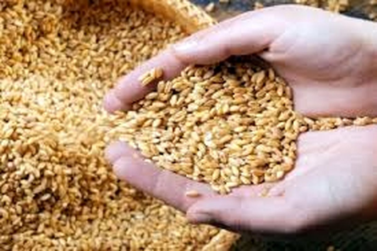 توزیع روزانه ۵۰۰ تن بذر گندم در گلستان و چند خبر کوتاه