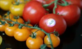 مصرف گوجه فرنگی و پیشگیری از کرونا