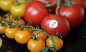 مصرف گوجه فرنگی و پیشگیری از کرونا