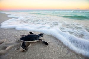 رهاسازی بچه لاک‌پشت‌‌های در سواحل چابهار