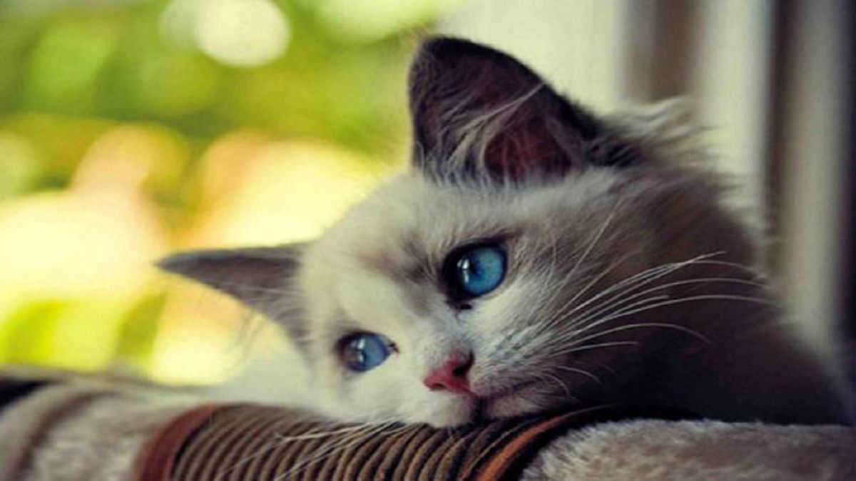تمرینات سخت گربه‌های کماندو/ ویدئو