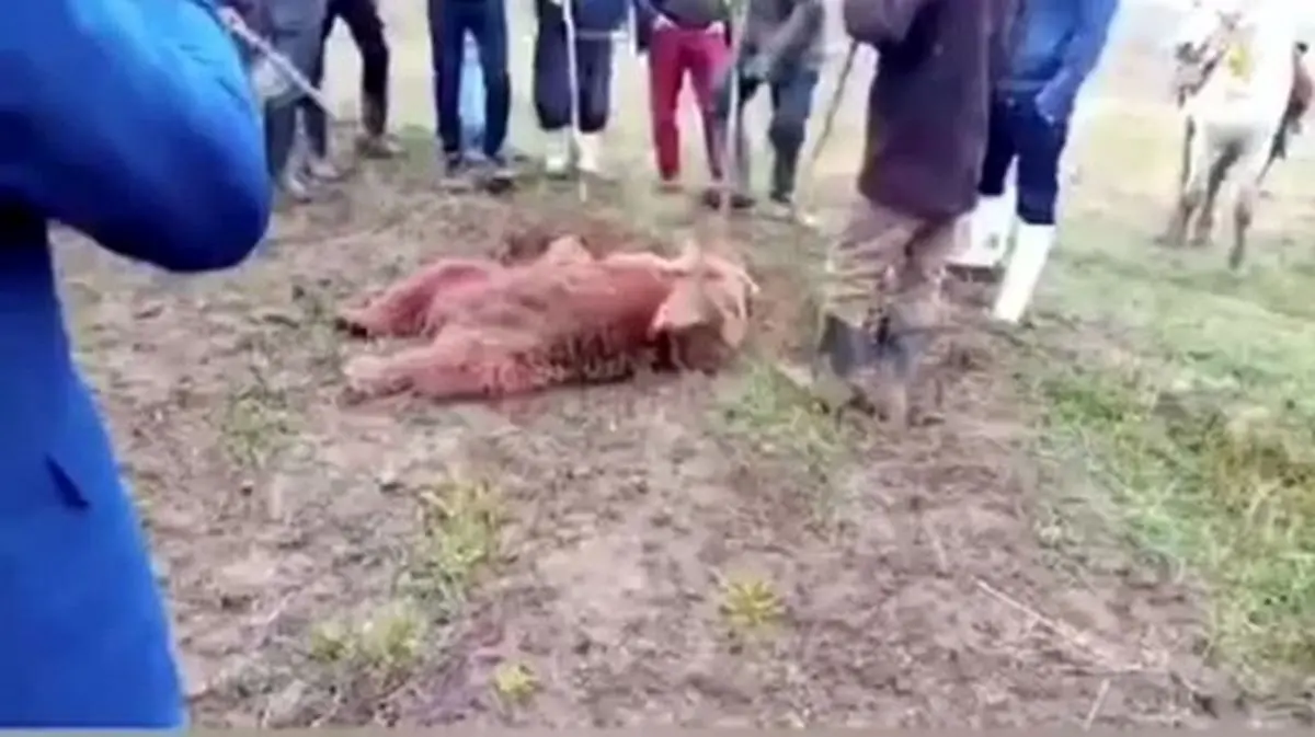 محکومیت شکارچیان خرس در ارومیه