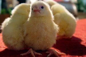 آیا زنده به گور کردن جوجه‌های یک روزه عامل کمبود مرغ در بازار است؟