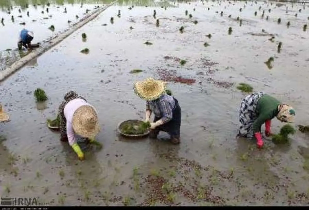 کاهش احتمال بروز تنش آبی در شالیزارهای گیلان با بارندگی های اخیر