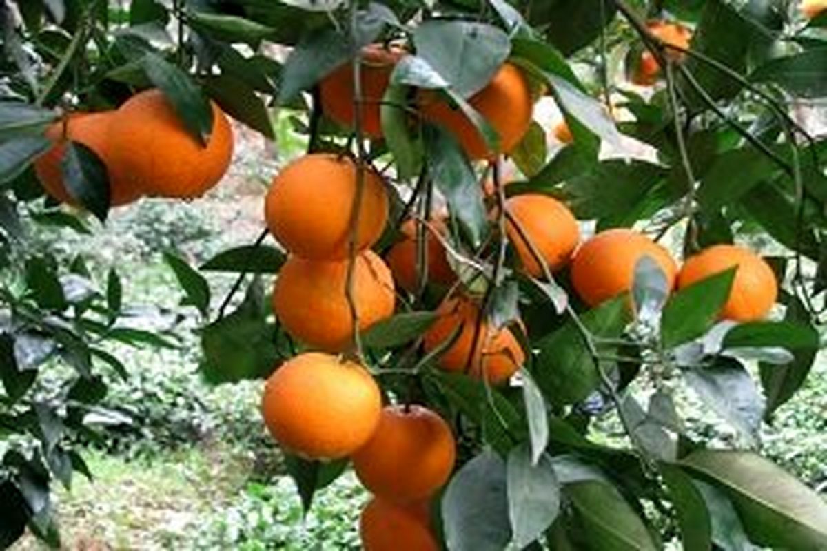 صادرات روزانه ۵۰ کانتینر مرکبات از مازندران