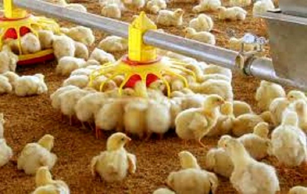 بی توجهی به هشدارها مشکوک است؛ شاید برخی به دنبال واردات مرغ هستند!