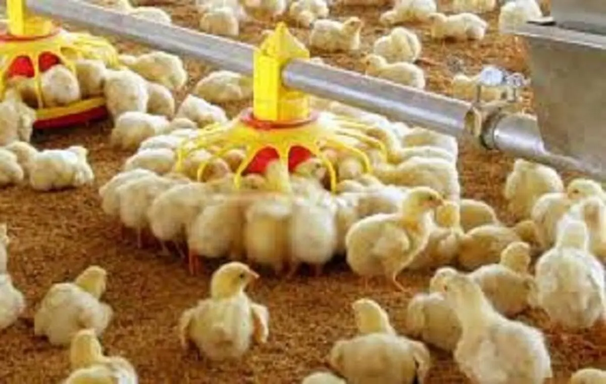 بی توجهی به هشدارها مشکوک است؛ شاید برخی به دنبال واردات مرغ هستند!