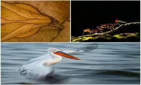 زیباترین تصاویر از جهان طبیعی در یک مسابقه عکاسی