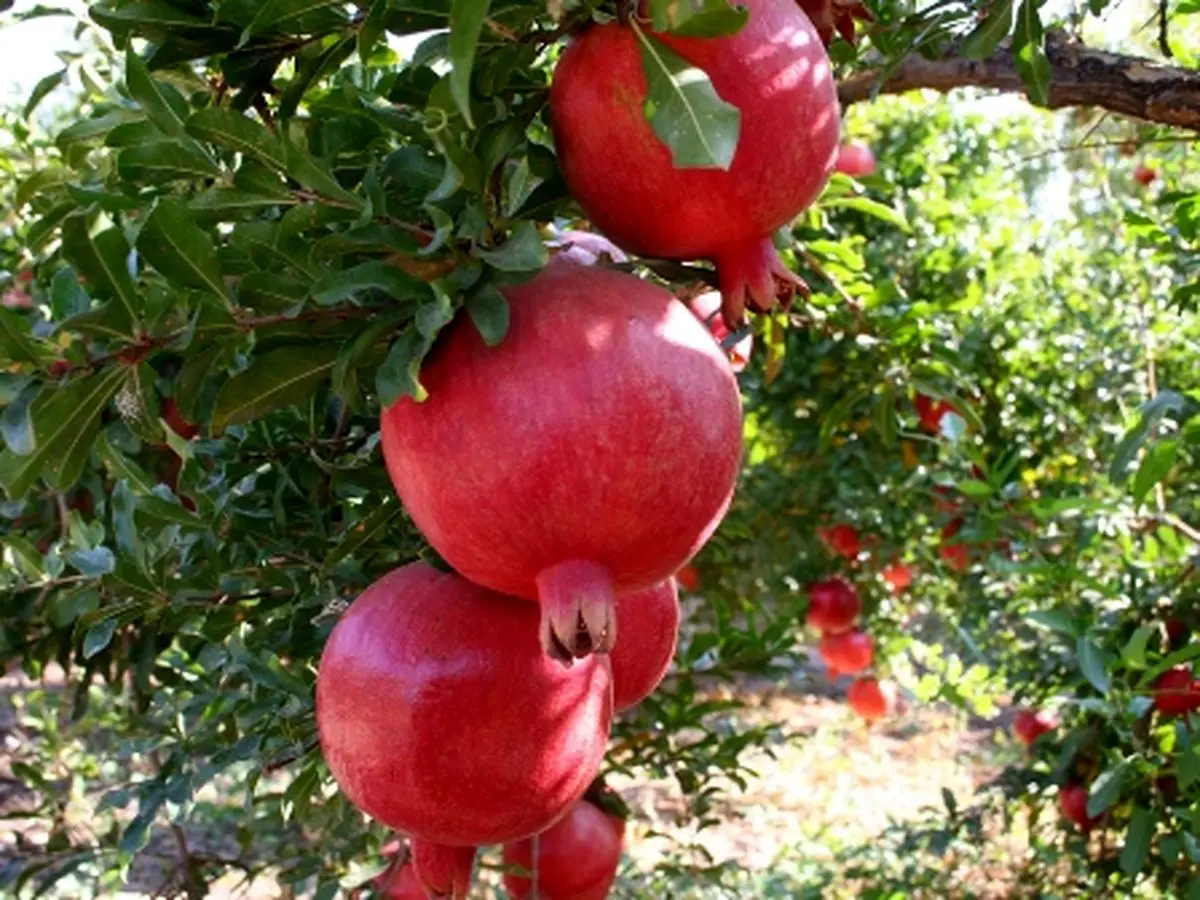 دلال‌ها جلوی عرضه انار را گرفتند؛ خرید باغ ۵ هزار، فروش در شهرها 14 هزار تومان