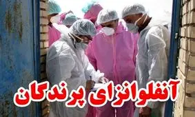 محیط زیست کرمان نسبت به شیوع آنفلوانزای فوق حاد پرندگان هشدار داد