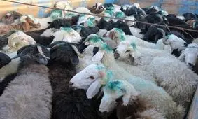 ۱۶۰ راس دام قاچاق در استان کرمانشاه کشف شد