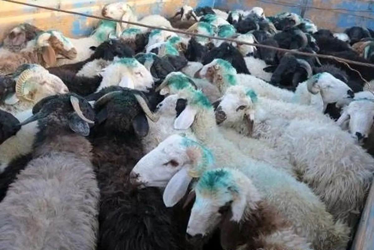 ۱۶۰ راس دام قاچاق در استان کرمانشاه کشف شد