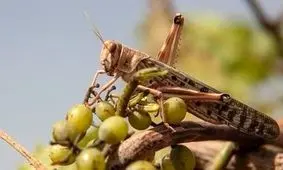 لزوم جلوگیری از عبور آفت ملخ از شهرهای جنوبی خوزستان
