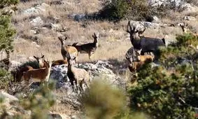چهار هزار و ۸۰۰ حیوان علفخوار در پارک ملی گلستان سرشماری شدند