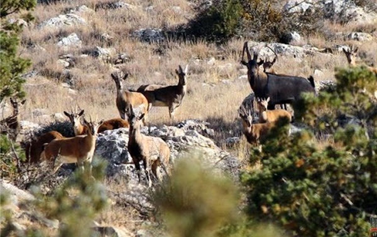 چهار هزار و ۸۰۰ حیوان علفخوار در پارک ملی گلستان سرشماری شدند