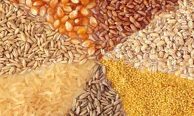 اراده‌ای برای کنترل نهاده‌های دامی وجودندارد/خطرحذف گله‌های مولد