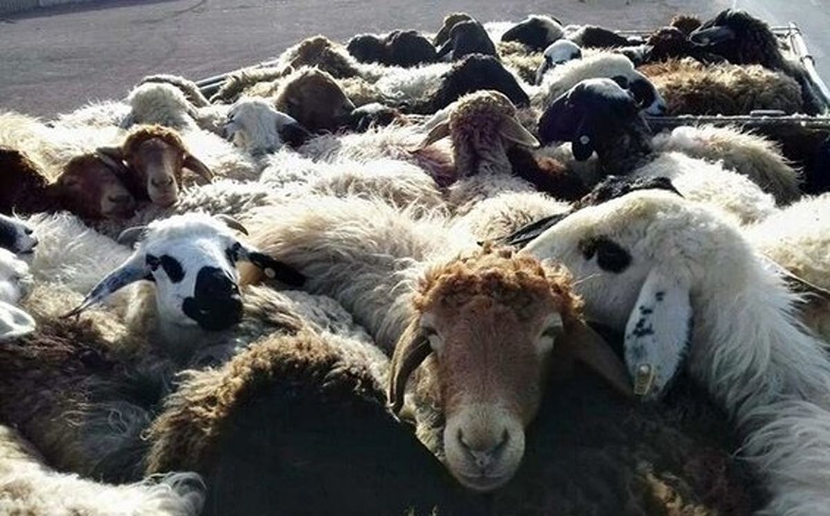 بیش از ۴ هزار راس گوسفند قاچاق در شهرستانهای بوانات و آباده کشف شد