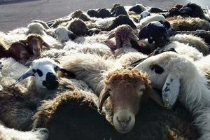 بیش از ۴ هزار راس گوسفند قاچاق در شهرستان‌های بوانات و آباده کشف شد