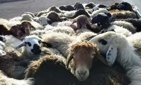 بیش از ۴ هزار راس گوسفند قاچاق در شهرستان‌های بوانات و آباده کشف شد