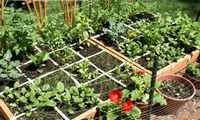 طرح جامع تغذیه سالم در ۱۵۰ روستای مازندران اجرا شد