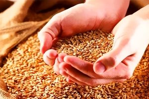 توزیع بذر اصلاح شده غلات در شیروان ۷ برابر افزایش یافت
