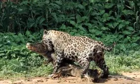 جگوار؛ تمساح را در یک دقیقه شکار کرد/ عکس