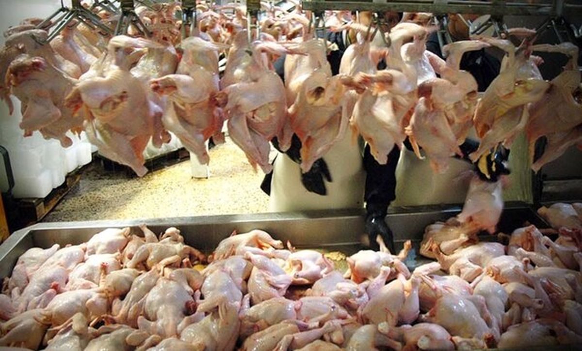 توزیع ۷۰۰ تن مرغ در سیستان و بلوچستان