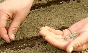 آغاز بذرکاری ۸۰ هکتاری گیاهان دارویی در مراتع ترخین‌آباد